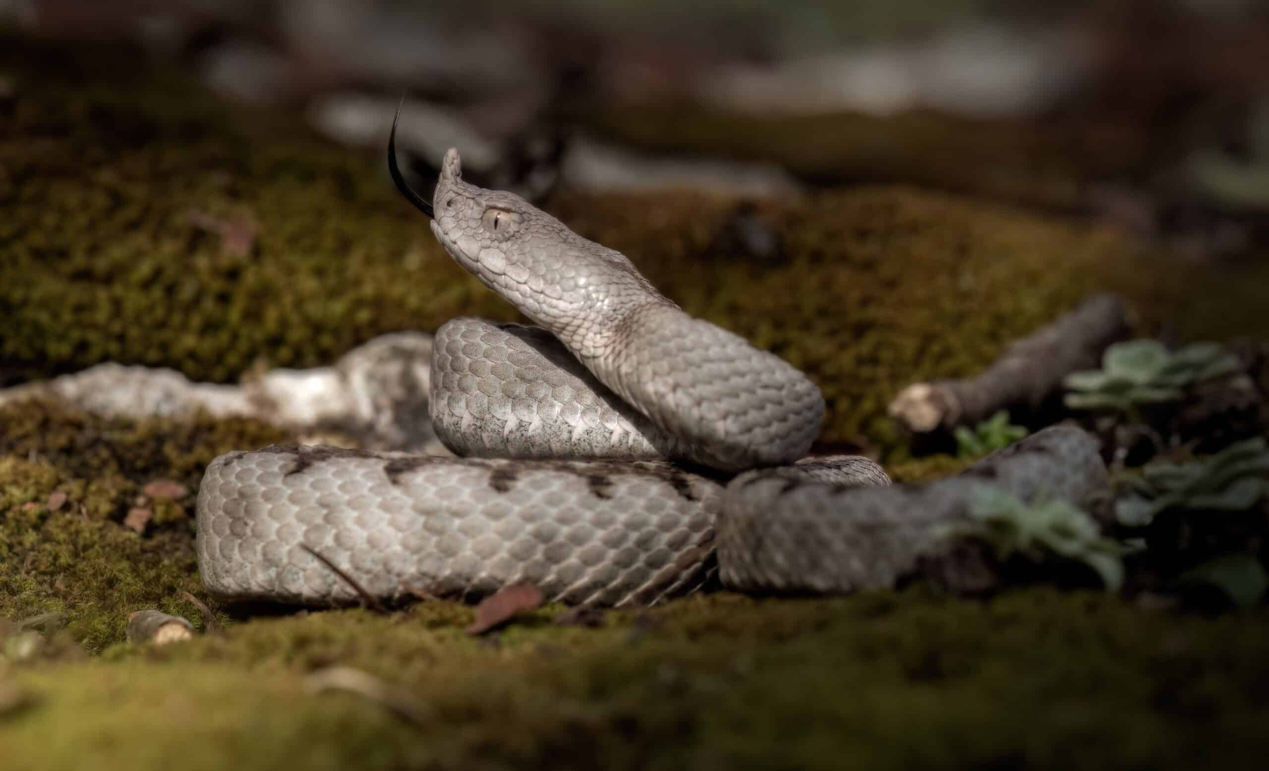 Zmija sklupčana u prirodnom okruženju – potencijalna opasnost u blizini doma